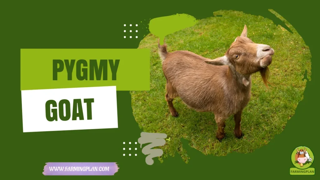 pygmy goat