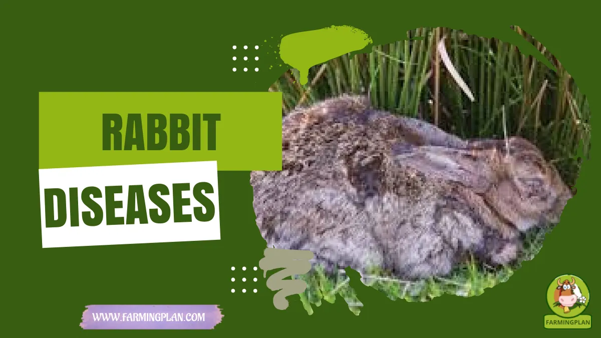 rabbit diseases
