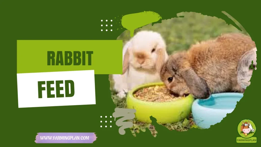 rabbit feed