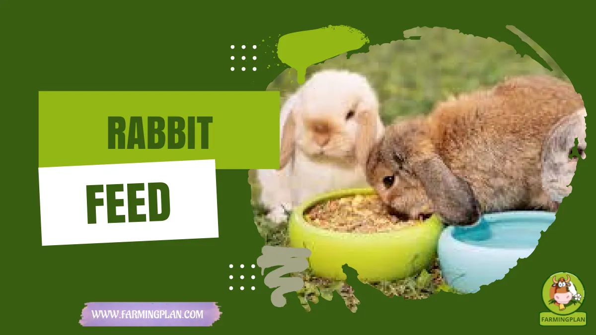rabbit feed