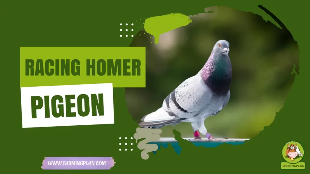 racing homer pigeon