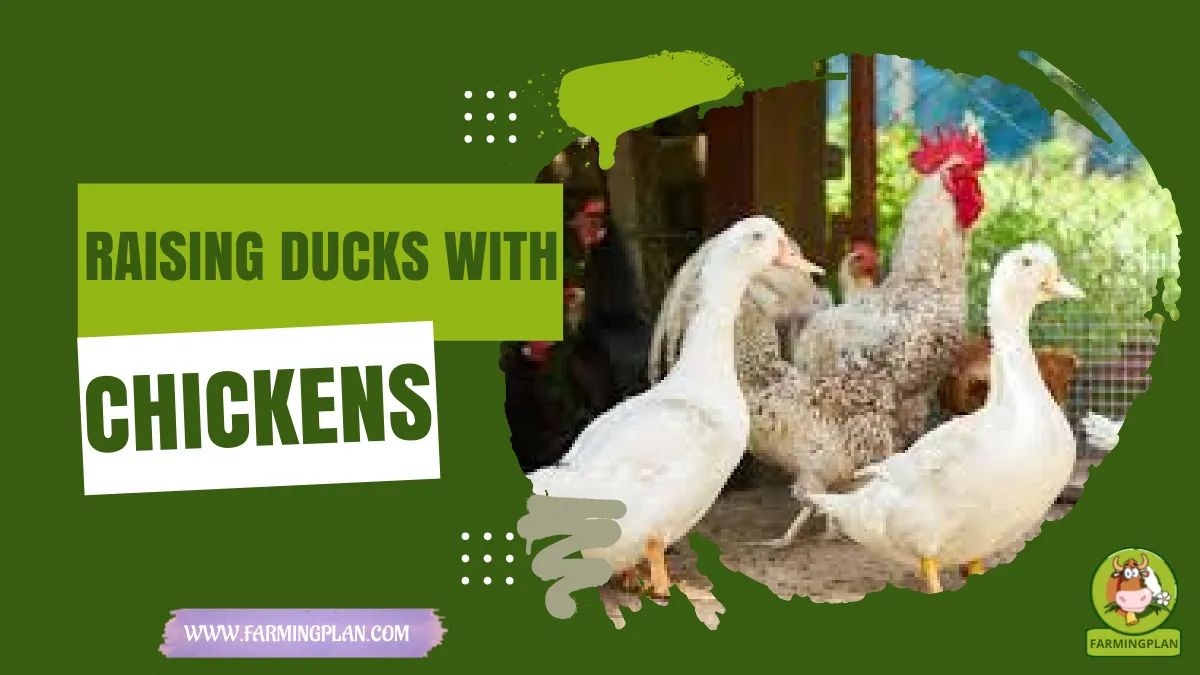 raising ducks with chickens