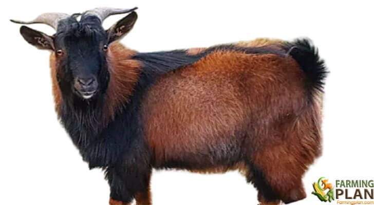 Rangeland Goat