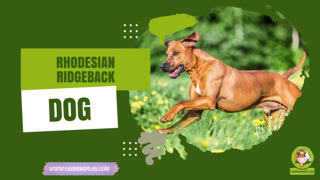 rhodesian ridgeback dog