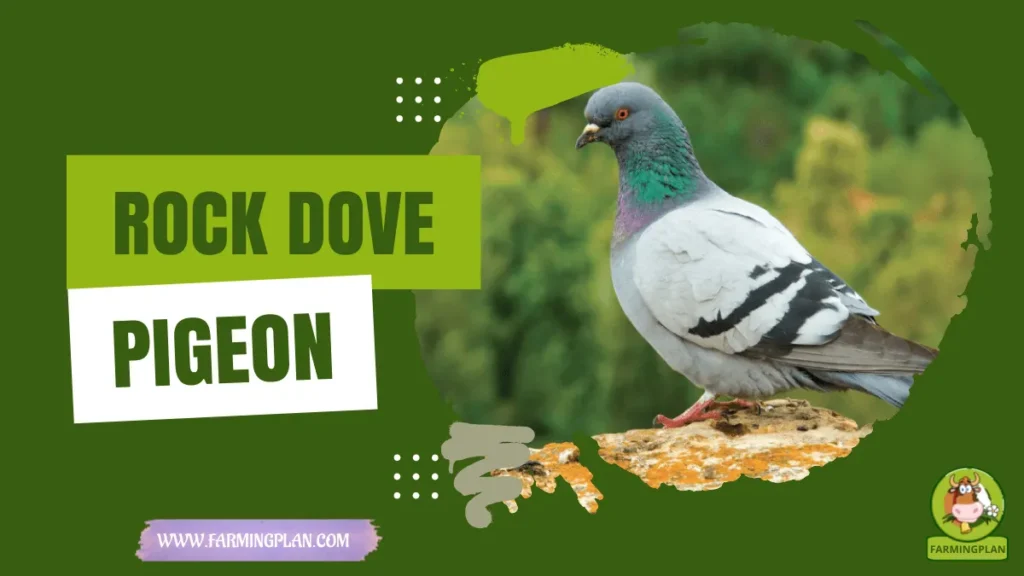 rock dove pigeon