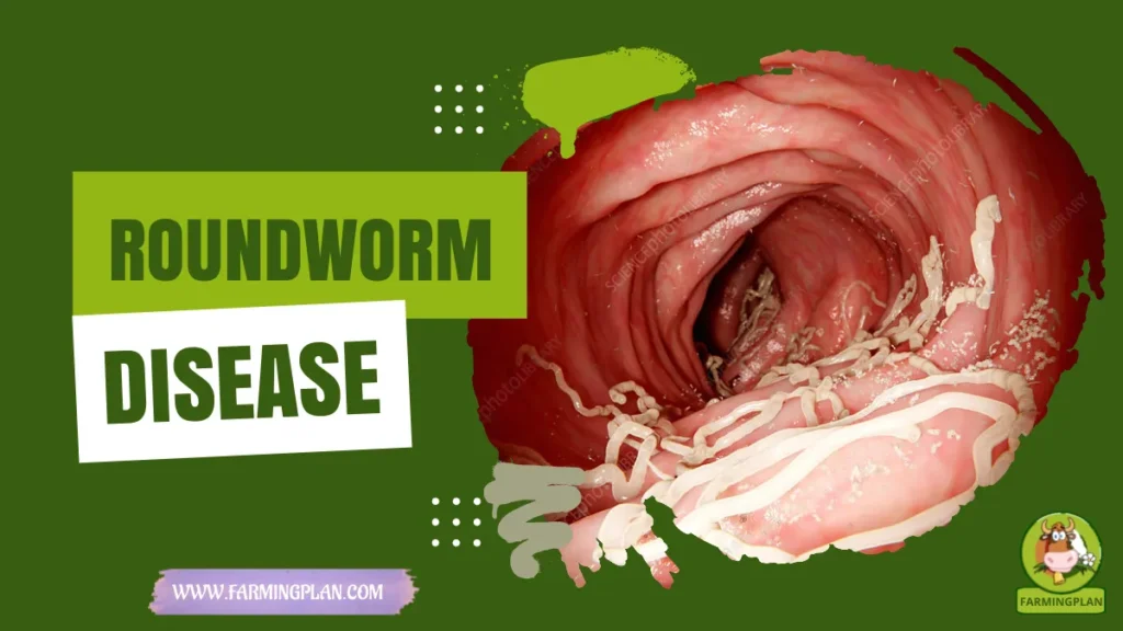 roundworm