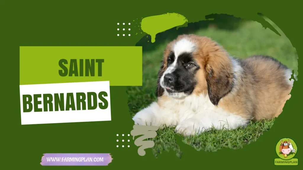 saint bernards