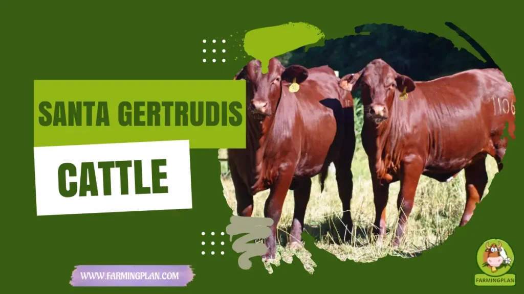 santa gertrudis cattle