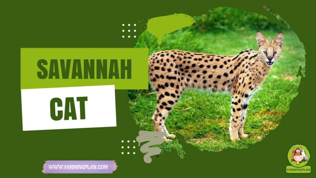 savannah cats