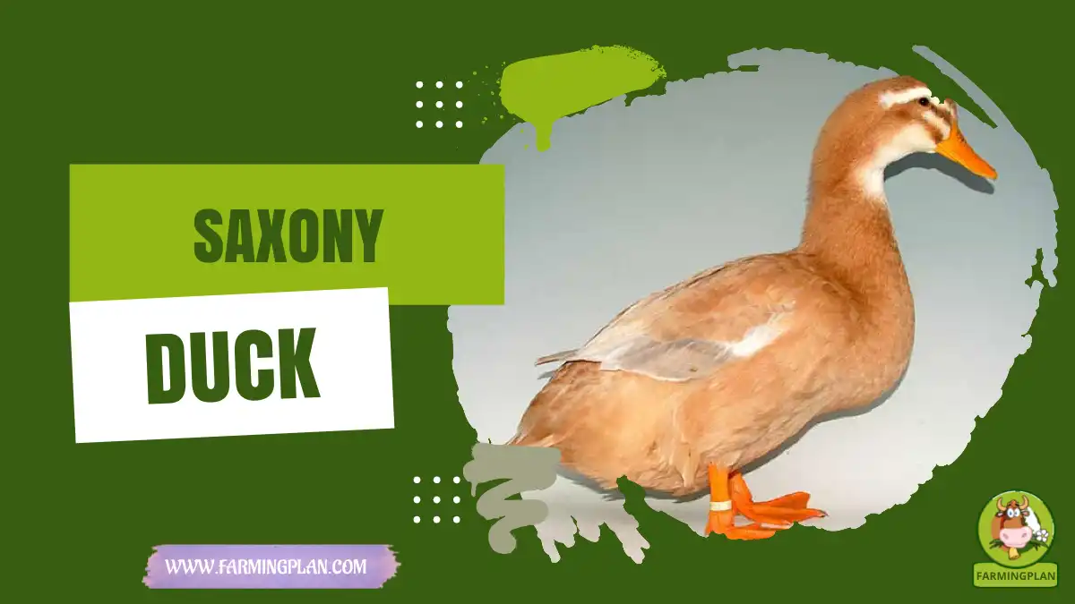 saxony duck