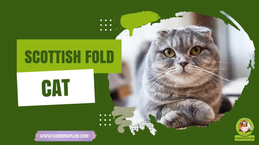 scottish fold cat