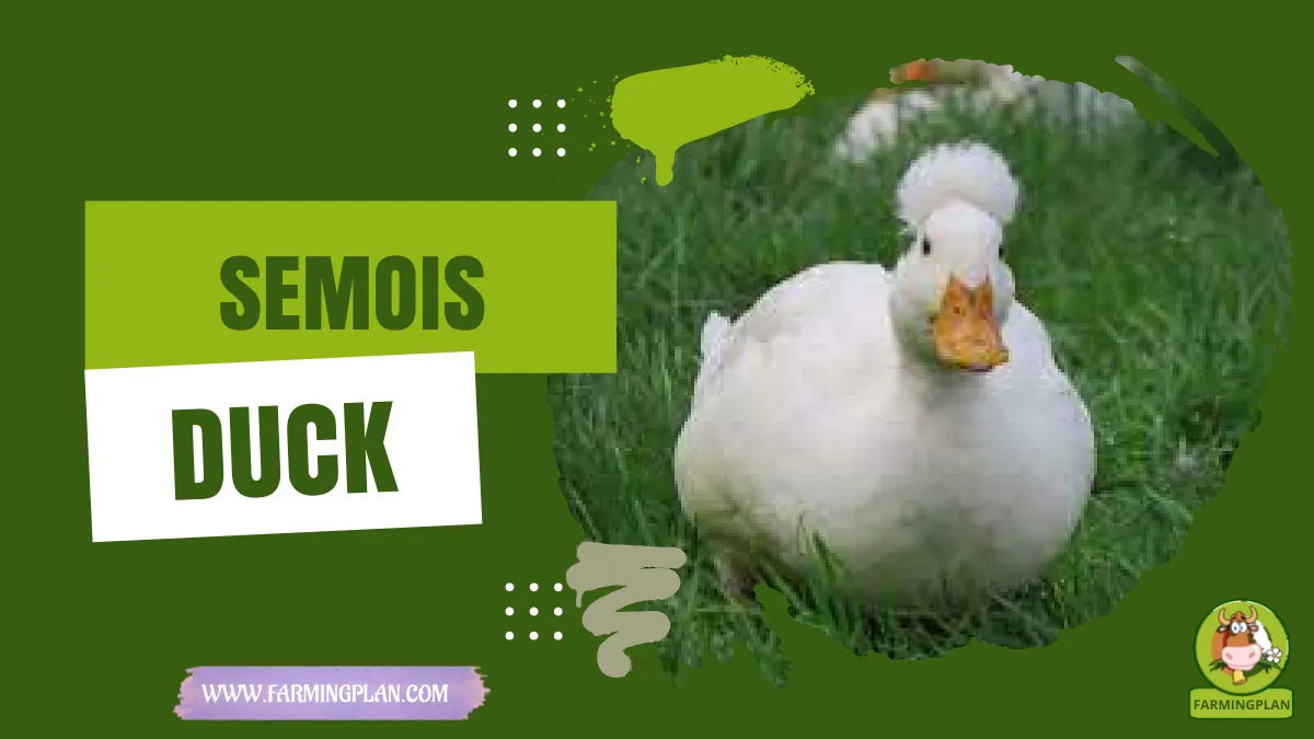 semois duck