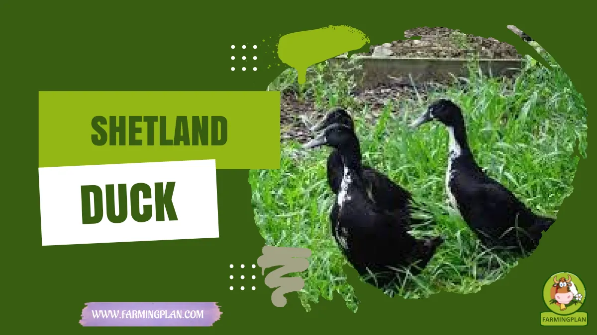 shetland duck