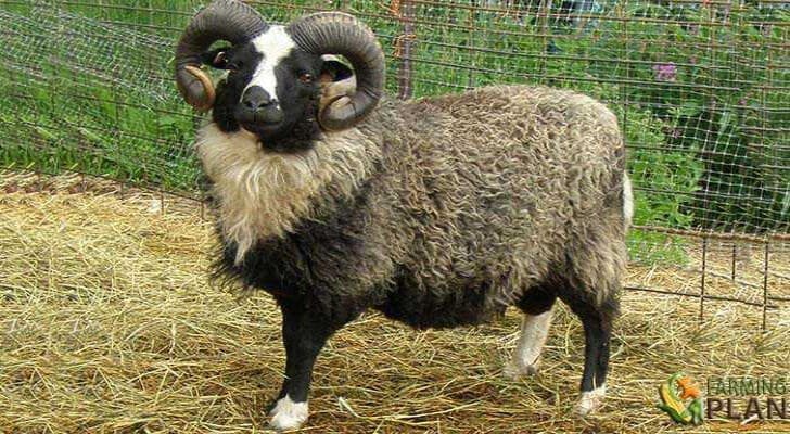 Shetland Sheep: A Tiny, Wool-Producing Breed - Farming Plan