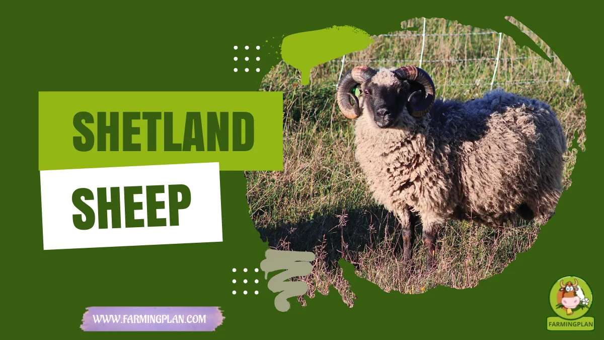 Shetland Sheep