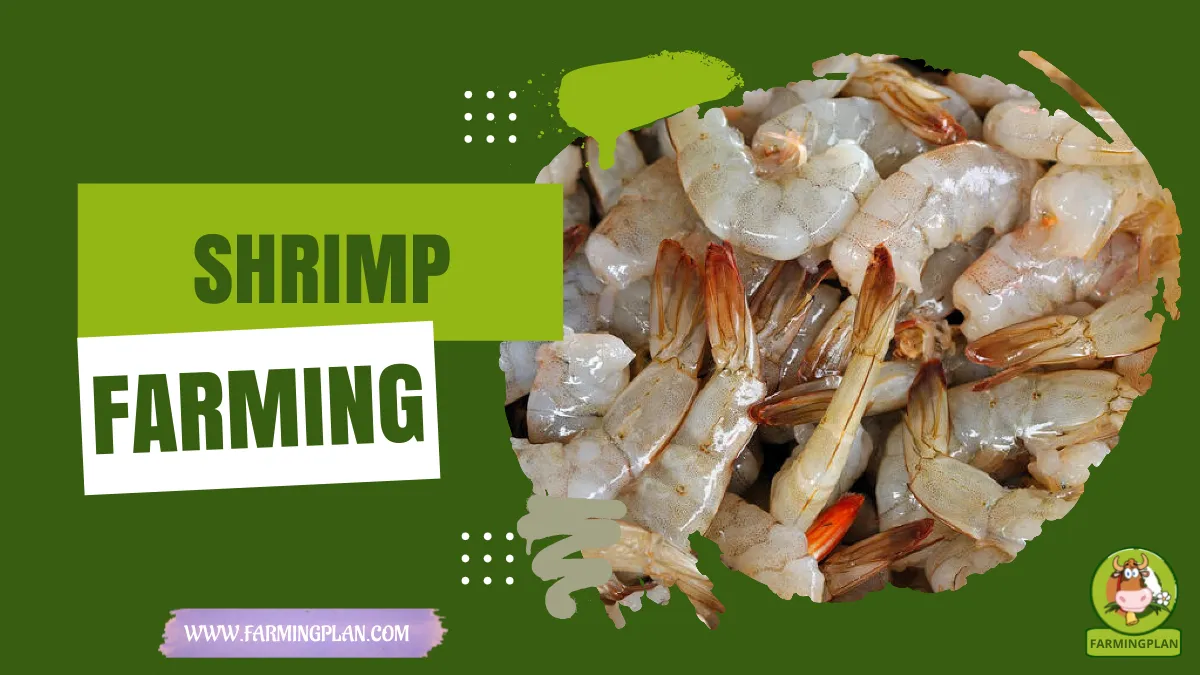 shrimp farming