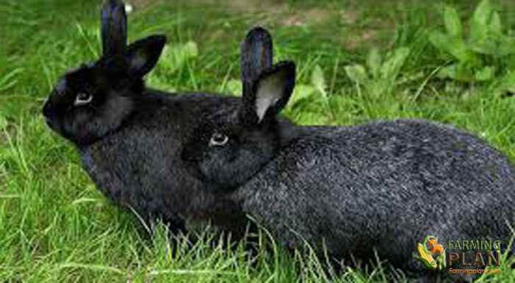 silver-fox-rabbit