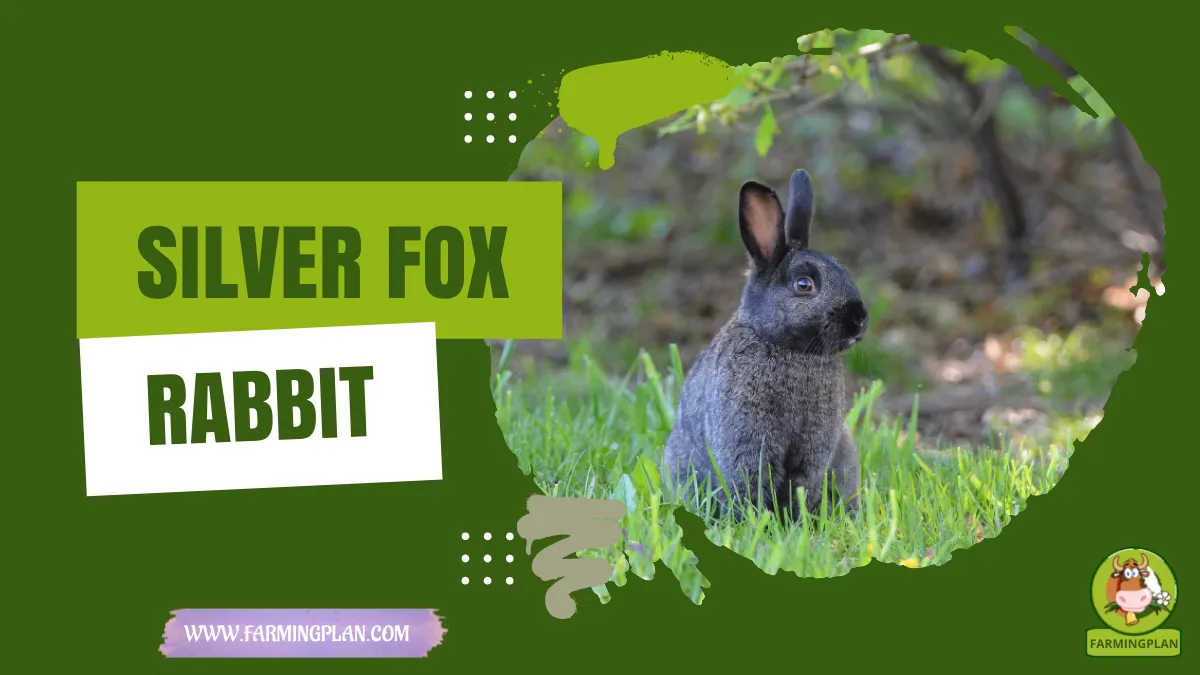 silver fox rabbit