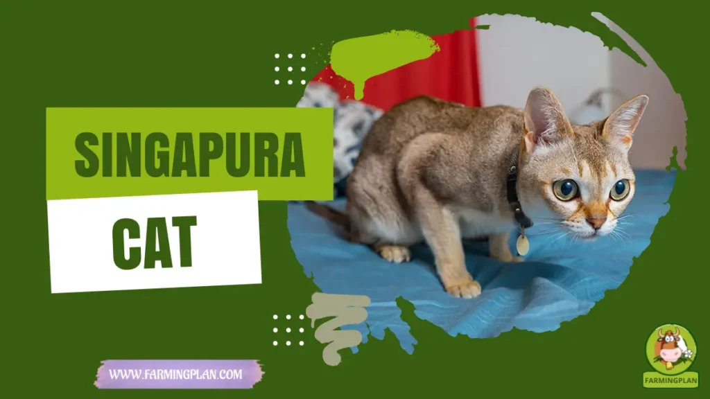 singapura cat