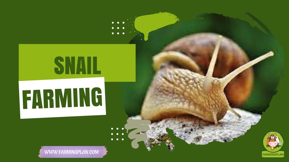 snail farming