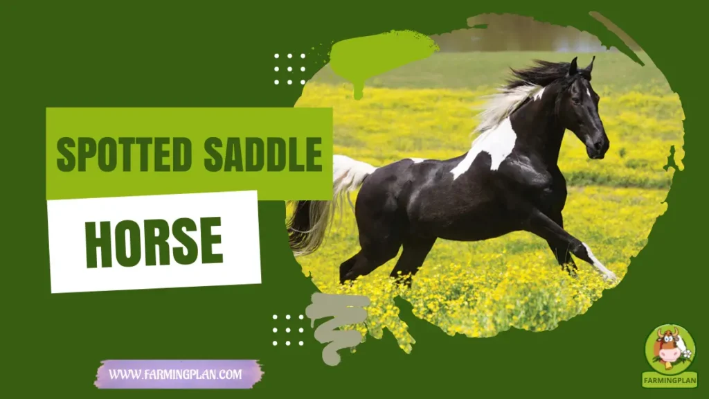 Spotted Saddle Horse
