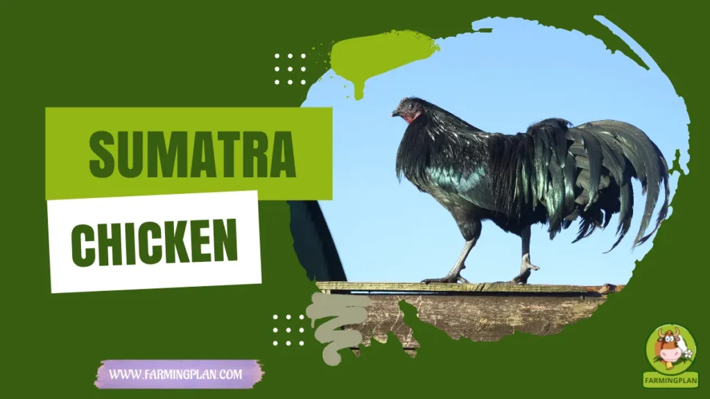 sumatra chicken