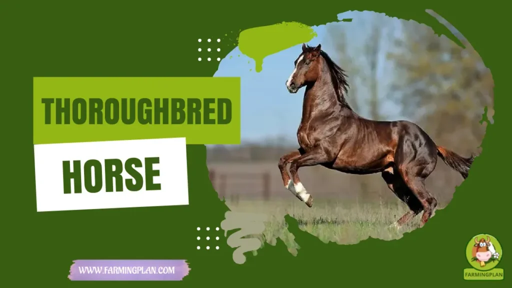 thoroughbred horse