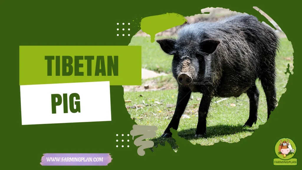 tibetan pig
