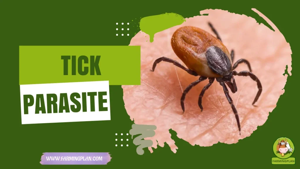tick parasite
