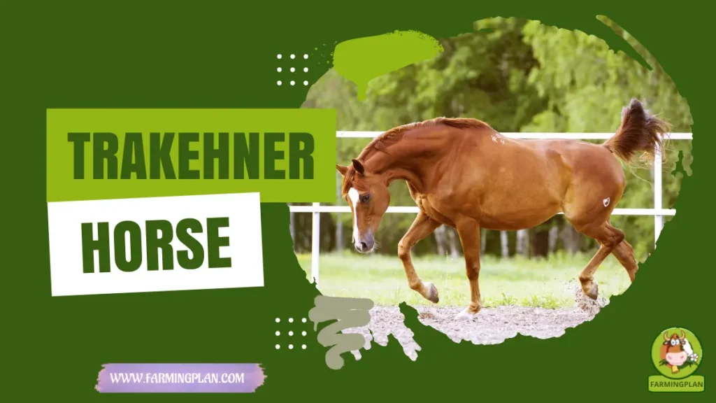 trakehner horse