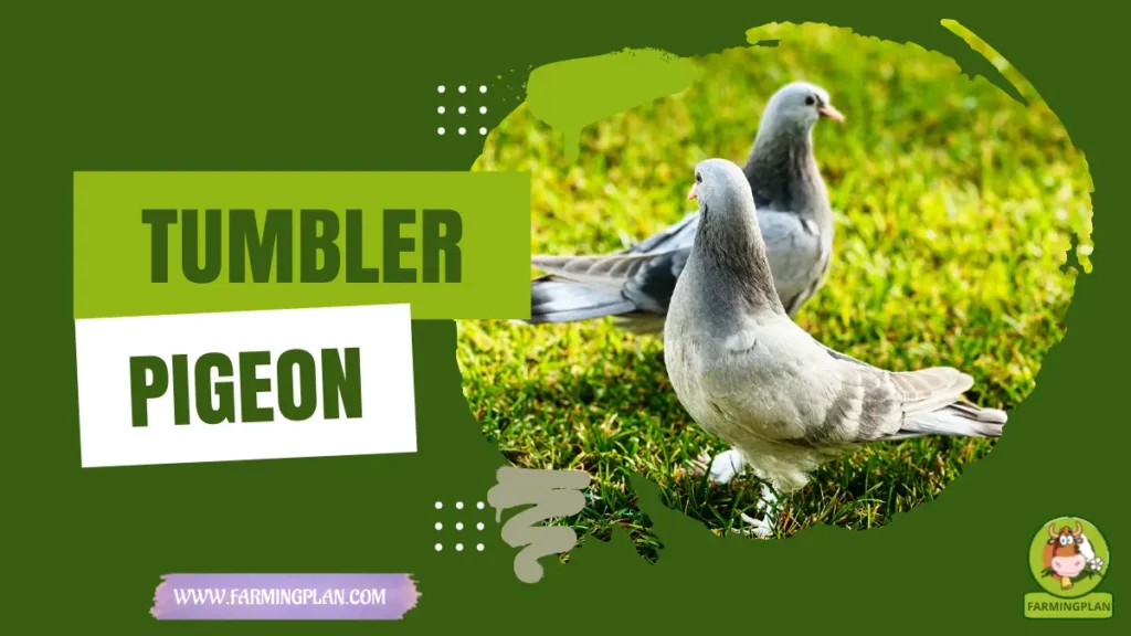 tumbler pigeon