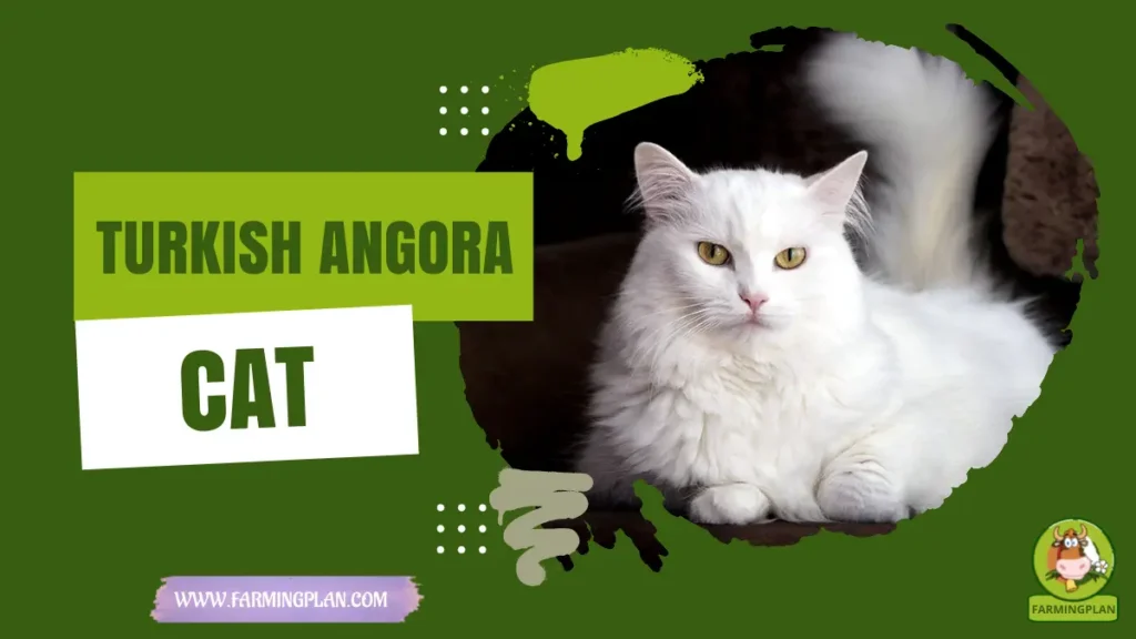 turkish angora cat