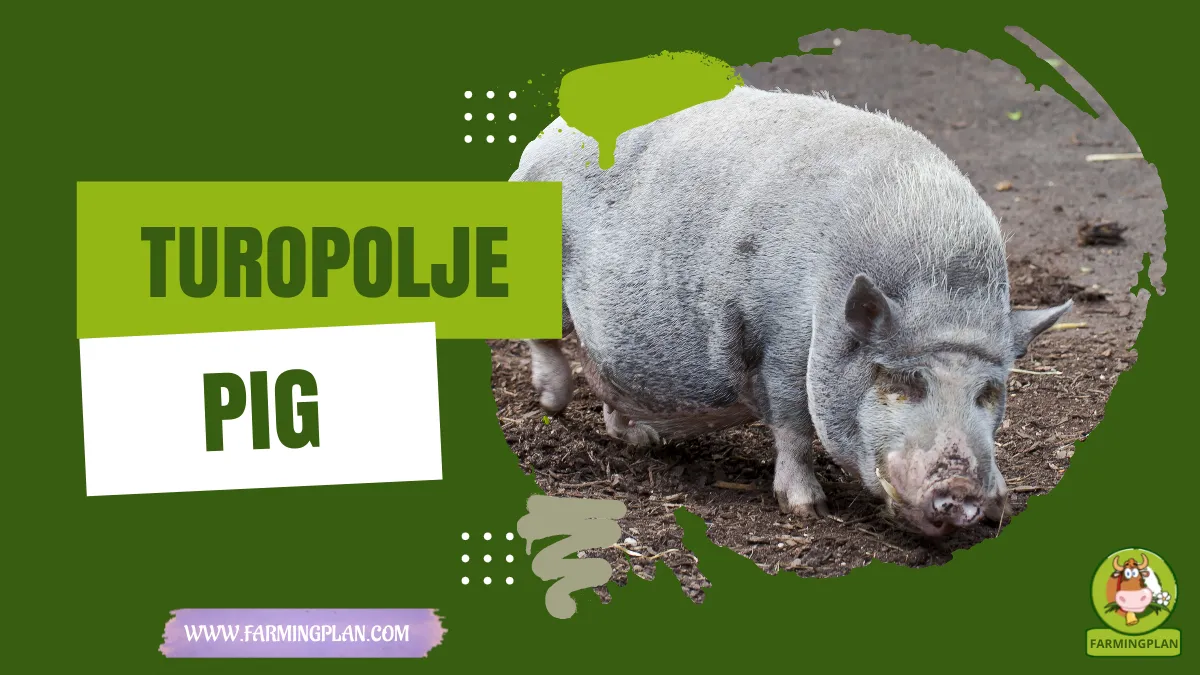 turopolje pig