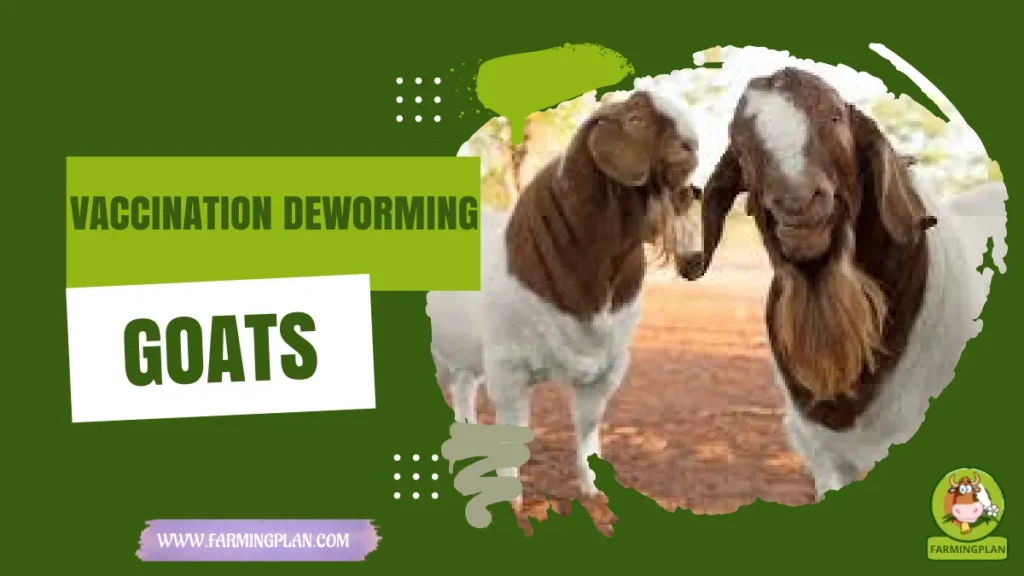 vaccination deworming goats