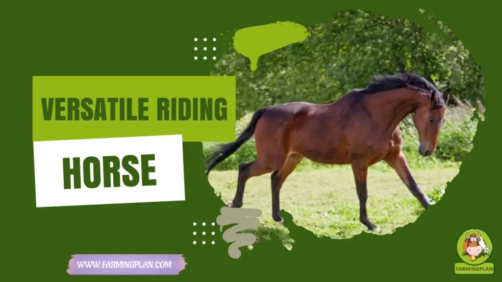 versatile riding horse