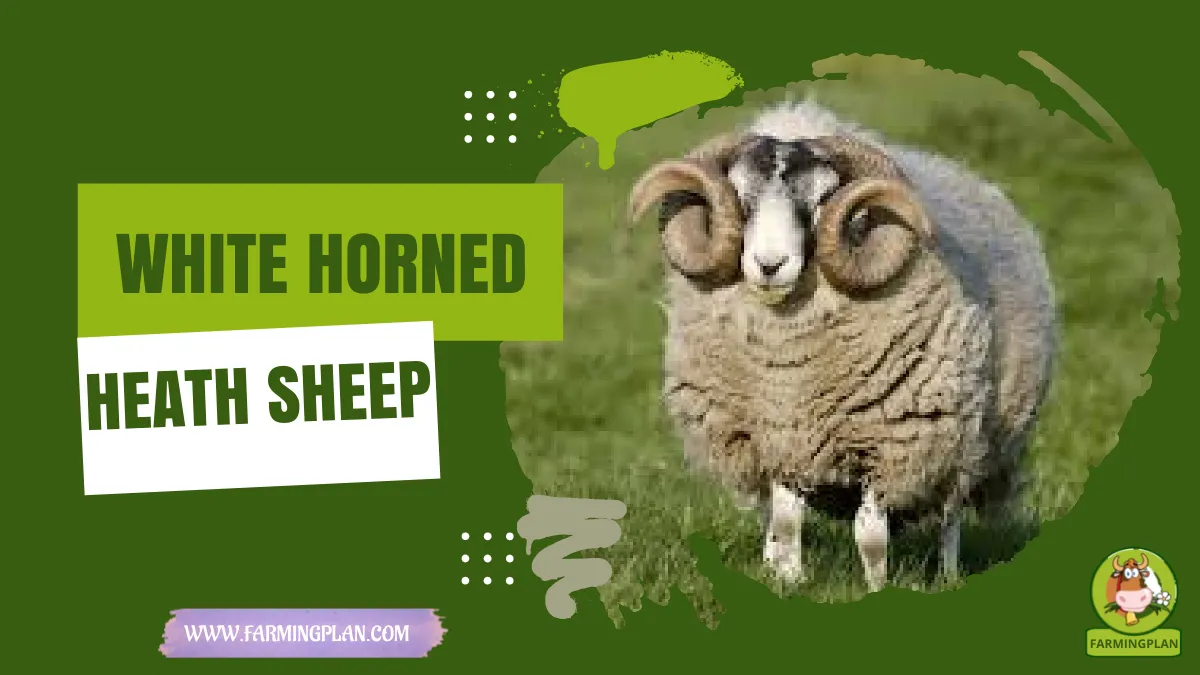 white horned heath sheep