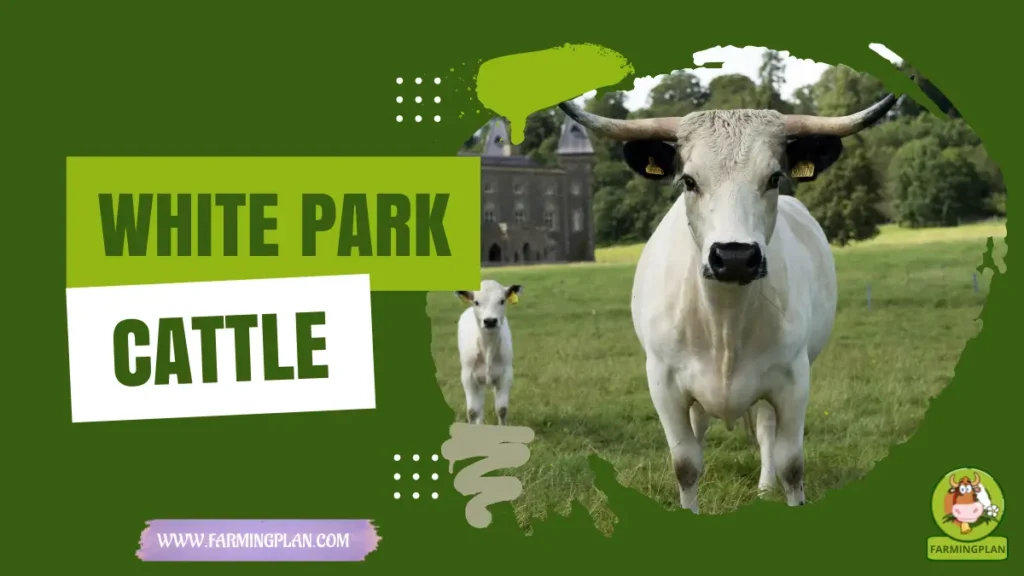 white park cattle