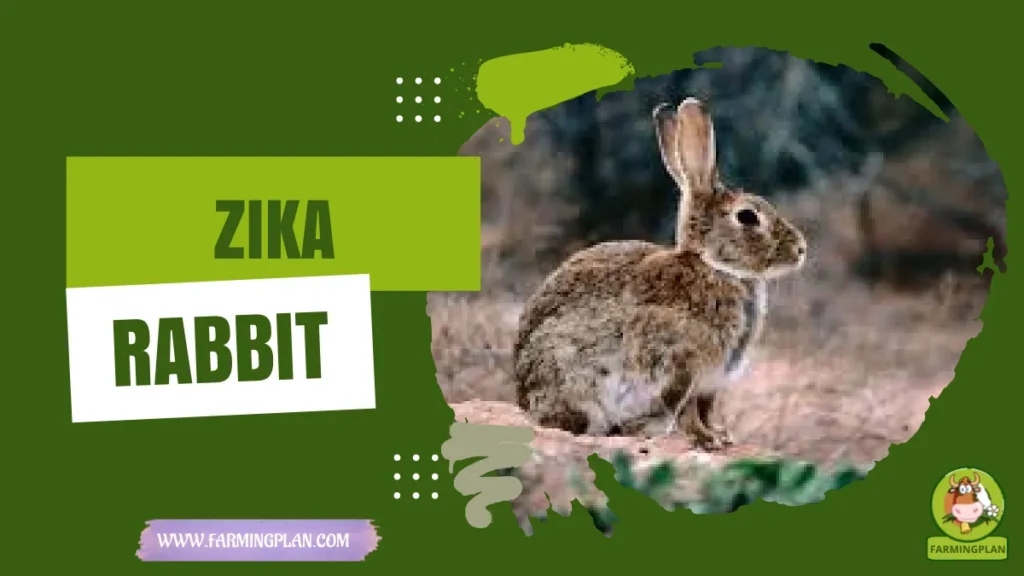 zika rabbit
